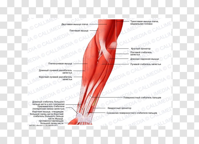 Brachialis Muscle Elbow Anatomy Brachioradialis - Heart - Organe Transparent PNG