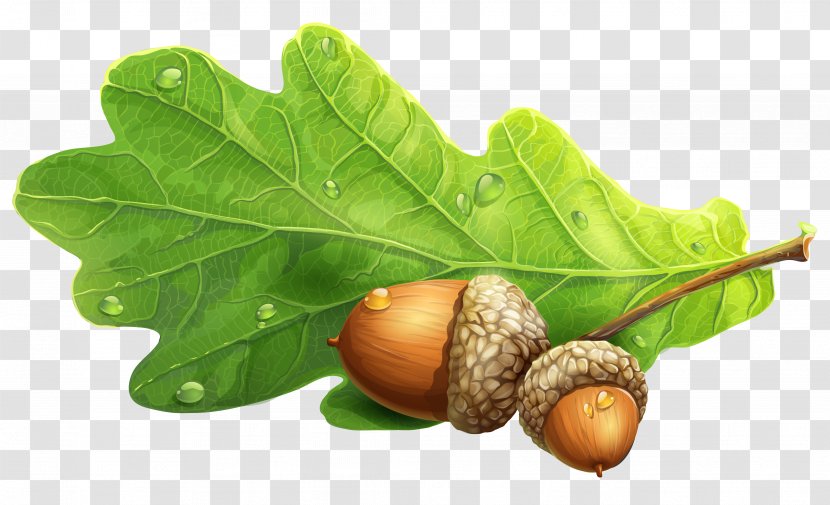 Acorn Clip Art - Leaf - Image Transparent PNG