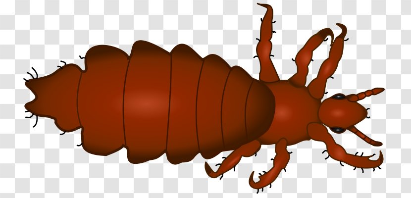 Head Louse Body Infestation - Lice Transparent PNG