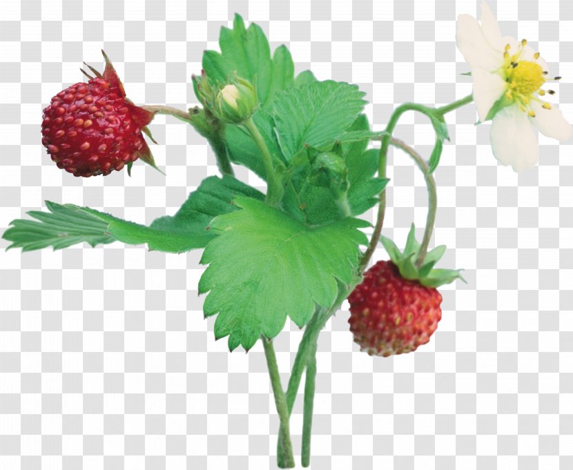 Strawberry Clip Art - Fragaria Transparent PNG