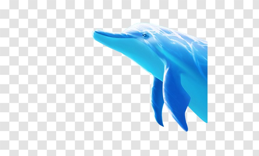 Tucuxi Dolphin, Dolphin Porpoise Blue Transparent PNG