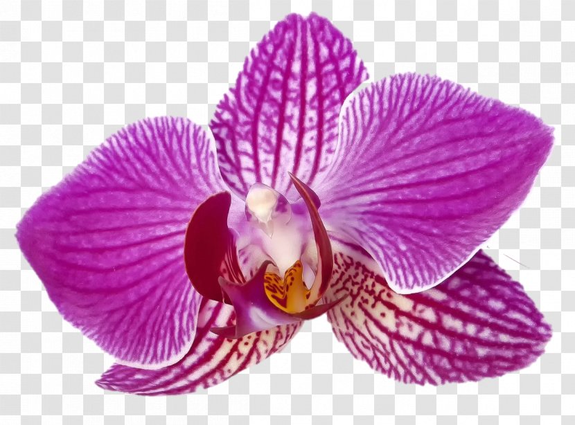 Moth Orchids Butterfly Violet Flower - Flora - Purple Orchid Transparent PNG