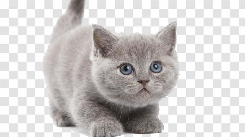 Cat Kitten Desktop Wallpaper Clip Art - European Shorthair Transparent PNG