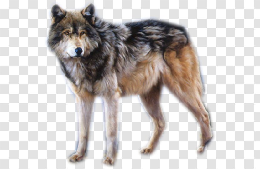 Kunming Wolfdog Gray Wolf Saarloos Czechoslovakian Tervuren - Painting Transparent PNG