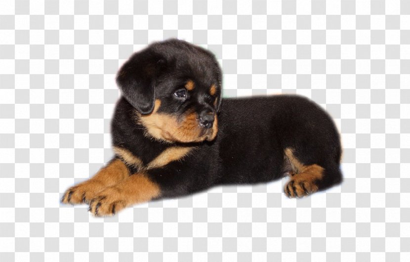 Rottweiler Puppy Companion Dog Breed - Russia Transparent PNG
