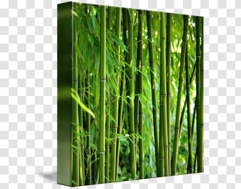 Email Marketing Bamboo - Zen Spa Invest OnlineBamboo Kind Transparent PNG