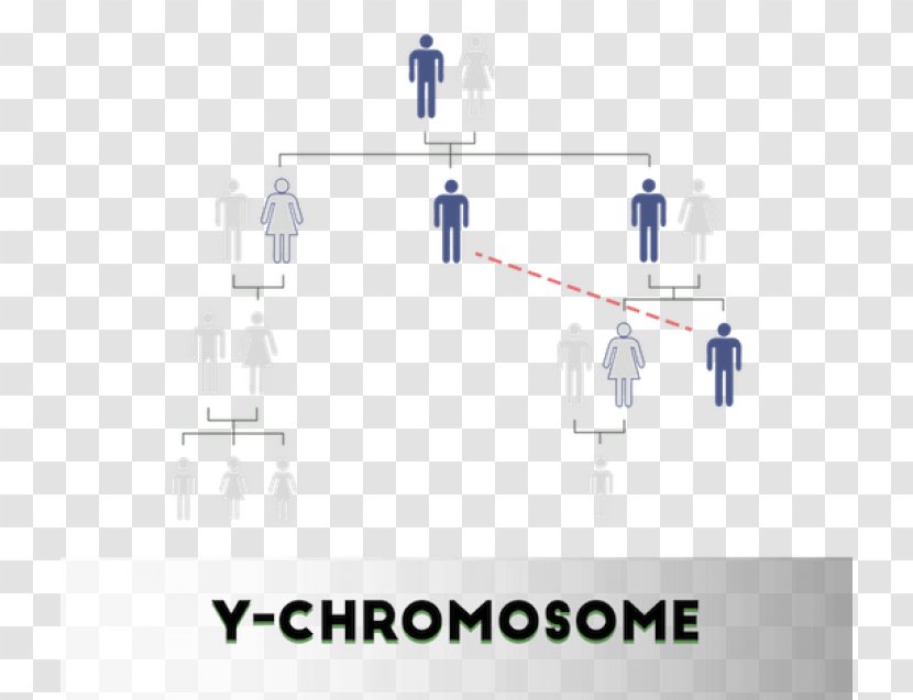 DNA Paternity Testing Y Chromosome Profiling Non-Invasive Prenatal - Joint - Dna Transparent PNG