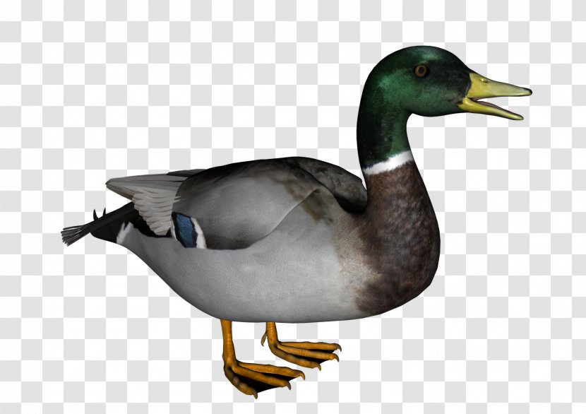 Duck Display Resolution Clip Art - Waterfowl Transparent PNG