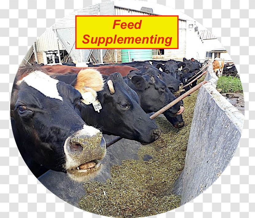 Dairy Cattle Ritlee Xecutech Sales And Services (Pty) Ltd Ox Woodchipper - Feed Transparent PNG