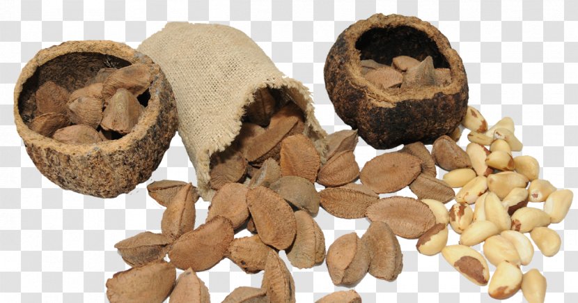 Brazil Nut Vitamin Chestnut Seed - Castanha Transparent PNG