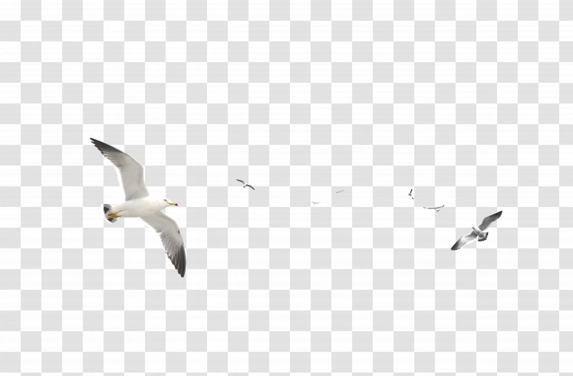 European Herring Gull Gulls Bird - Flock Transparent PNG
