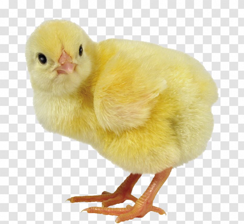 Faverolles Chicken Broiler Cobb Salad Chickens As Pets Egg - Vendor - Cute Chick Transparent PNG