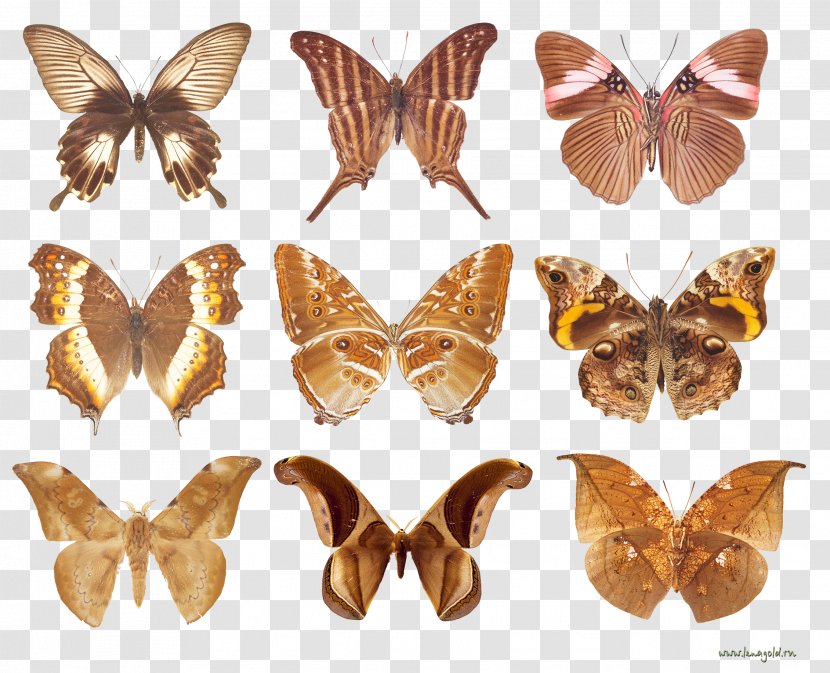 Brush-footed Butterflies And Moths Animal 10.Бабочки - Organism - Golden Butterfly Festival Transparent PNG