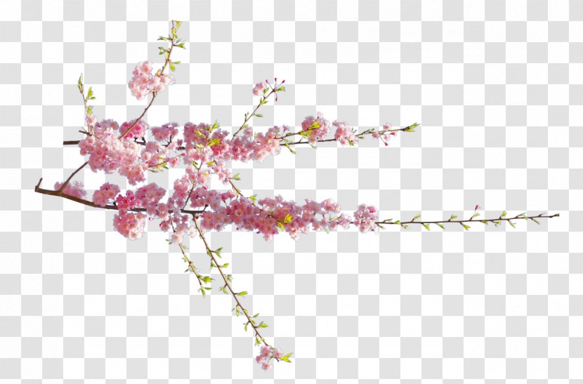 Cherry Blossom Flower Clip Art - Jewelry Making Transparent PNG