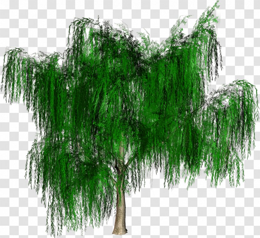 Tree Forest Woody Plant - Shrub Transparent PNG