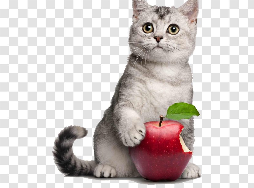 British Shorthair American Exotic Himalayan Cat Birman - Fotolia - Cute Kitten Holding Apple Transparent PNG