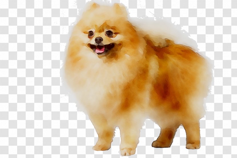 German Spitz Klein Pomeranian Mittel Volpino Dog Breed - Kumpulan Baka Anjing Transparent PNG