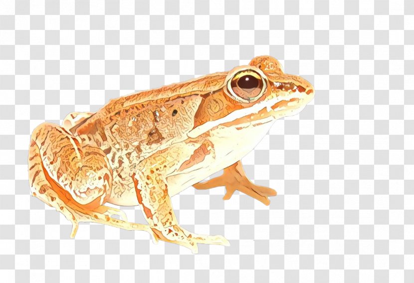 True Frog Amphibians Clip Art - Toad Transparent PNG