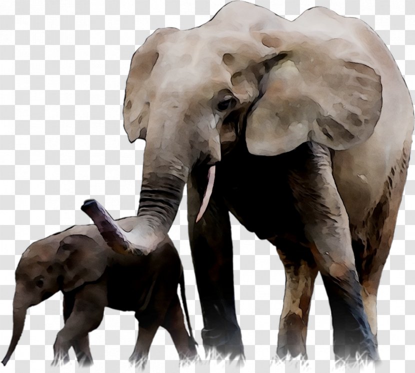 Indian Elephant African Association Soland France Tusk Transparent PNG