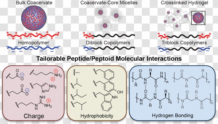 Coacervate Phospholipid Hydrogen Bond Protein Molecule - Area - Underwater Transparent PNG