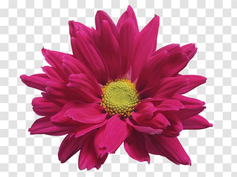 Chrysanthemum ×grandiflorum Gazania Rigens Clip Art - Gerbera - Pink Flower Transparent Image Transparent PNG