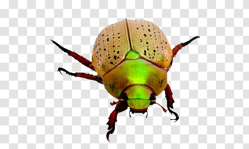 Dung Beetle Weevil Fiery Searcher Scarab - Membrane Winged Insect Transparent PNG