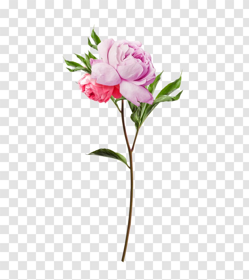 Flower Jurlique Taobao Toner - Pink Bouquet Transparent PNG