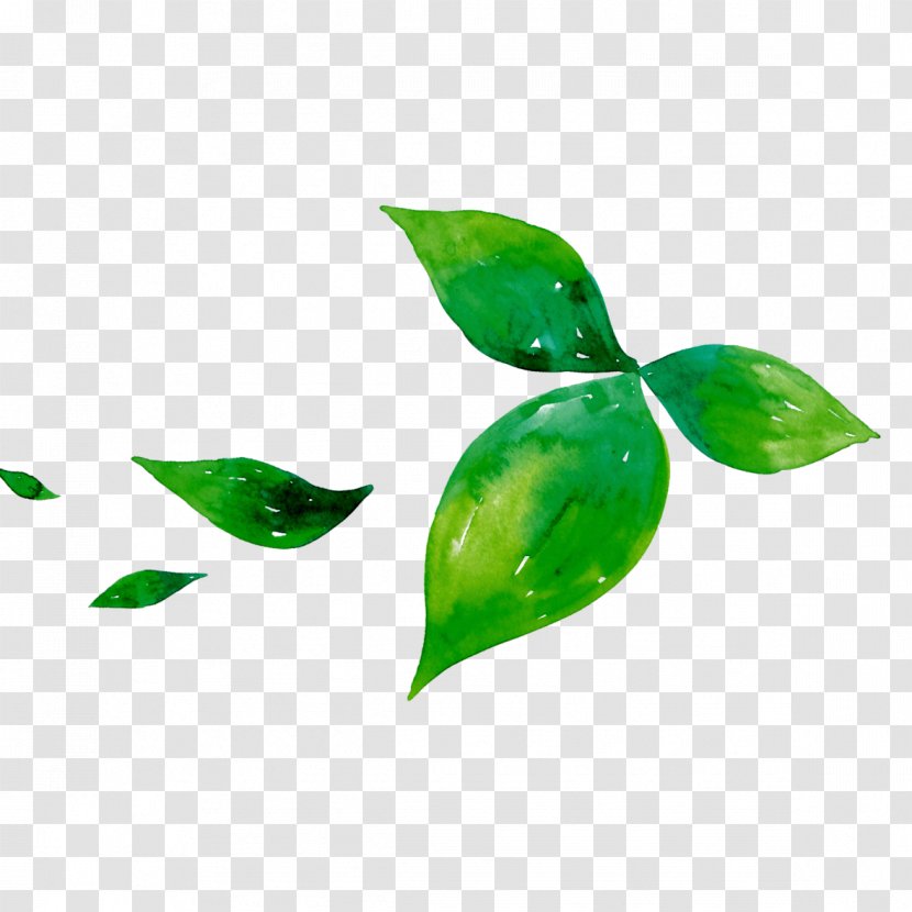 Green Tea Leaf Matcha - Water Transparent PNG