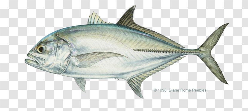 Giant Trevally Pacific Crevalle Jack Bigeye Bluefin - Bonito Transparent PNG