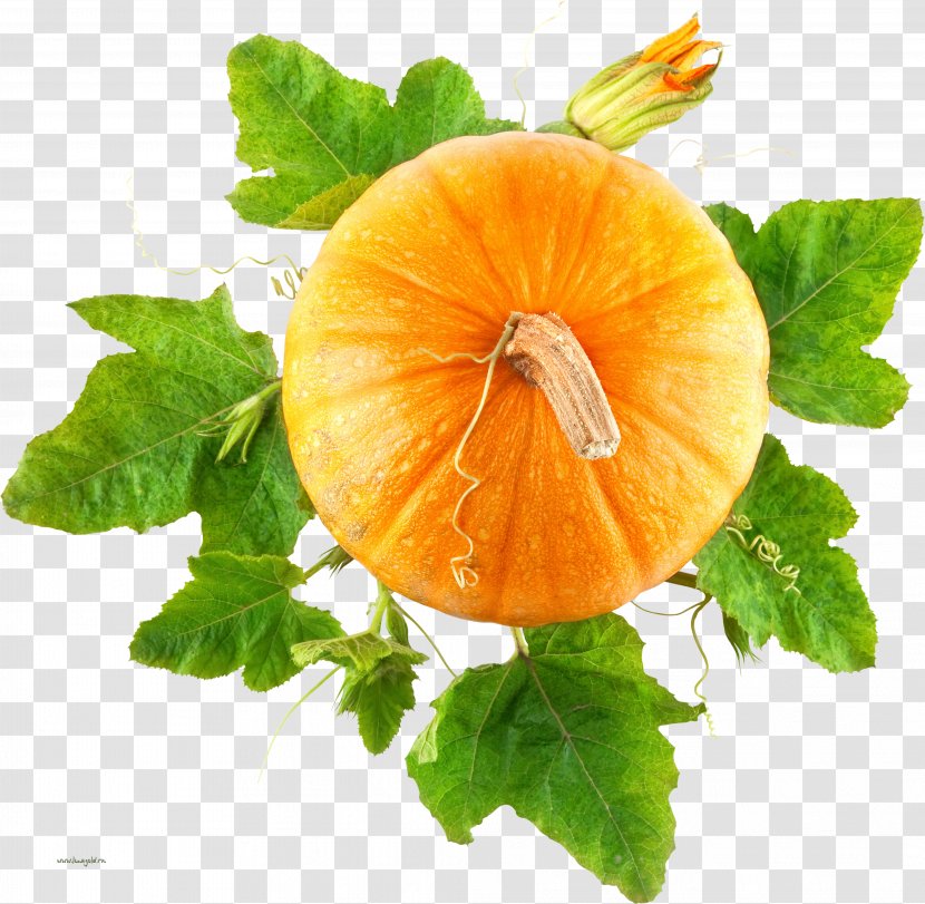 Pumpkin Bread Vegetable Leaf - Cucurbita Transparent PNG