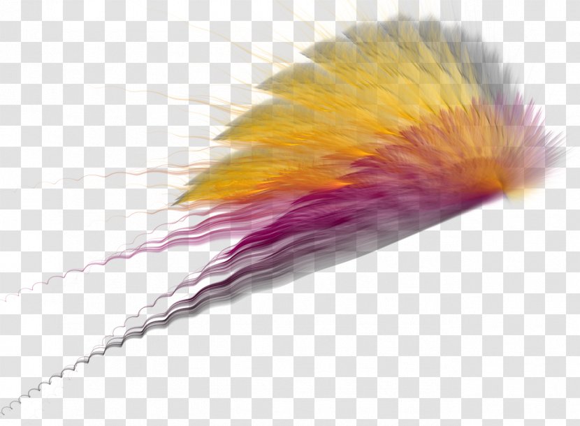 Photography - Feather - Wings Transparent PNG
