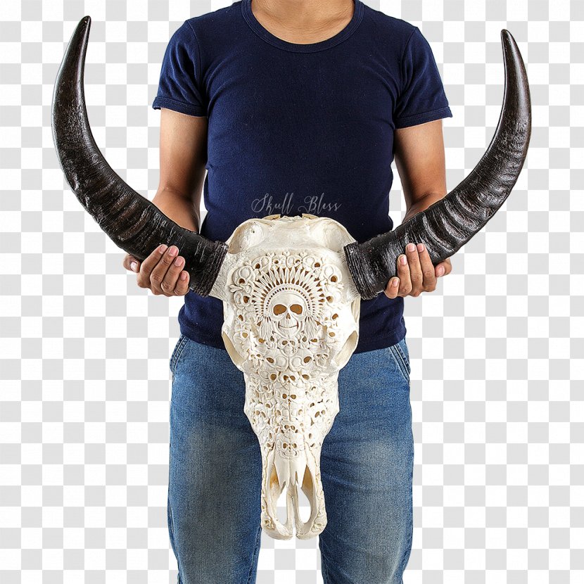 Human Skull Horn Skeleton - Buffalo Transparent PNG