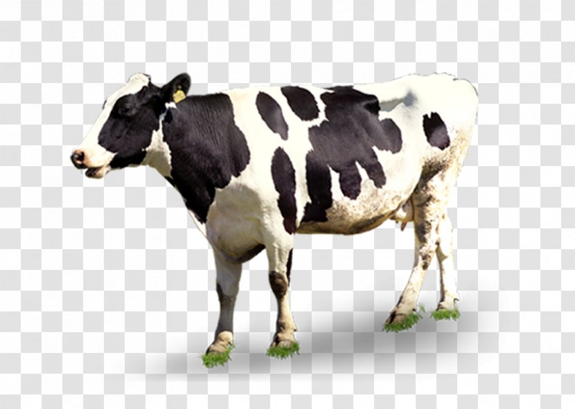 Dairy Cattle Automatic Milking - Food - Cow Transparent PNG