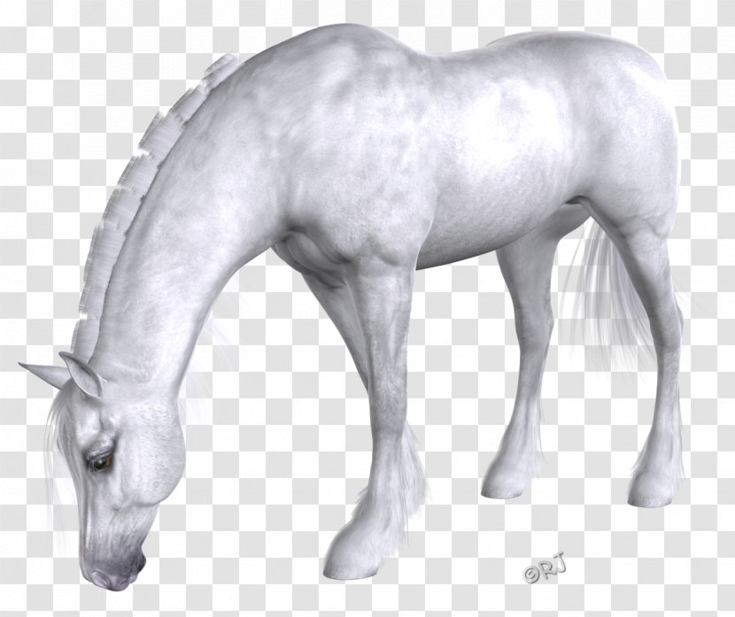 Mane Mustang Foal Stallion Colt - Snout Transparent PNG