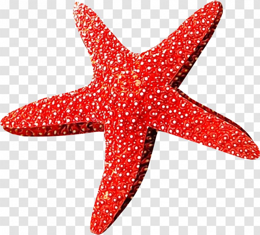 Star Cartoon - Starfish Transparent PNG
