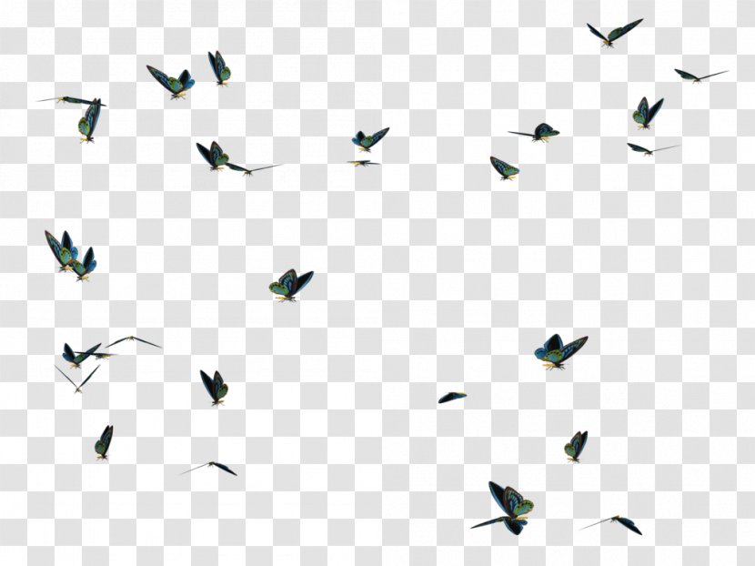 Butterfly Bird Photography Desktop Wallpaper - Editing - Flies Transparent PNG