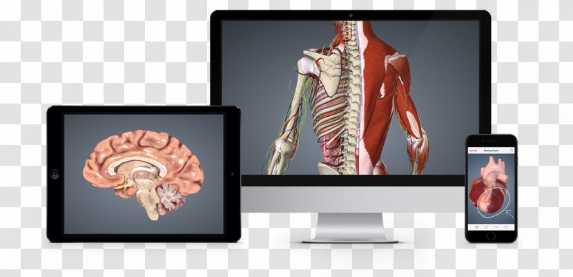 Anatomy BioDigital Health Information GlTF - Nutrition Transparent PNG