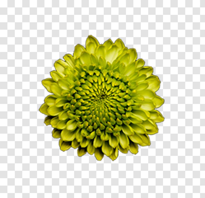 Bouquet Of Flowers Drawing - Dahlia Daisy Family Transparent PNG
