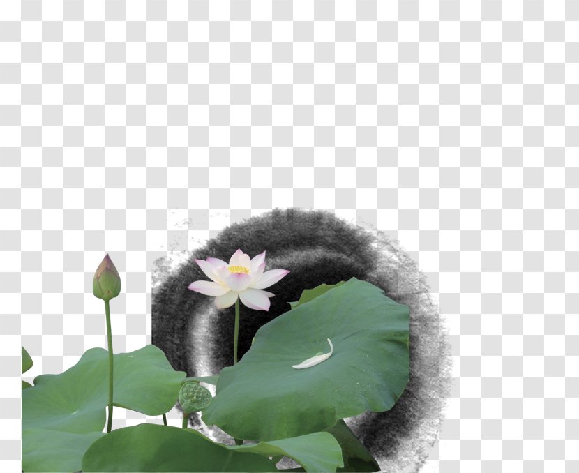 Leaf Petal - Flower - Ink Lotus Transparent PNG