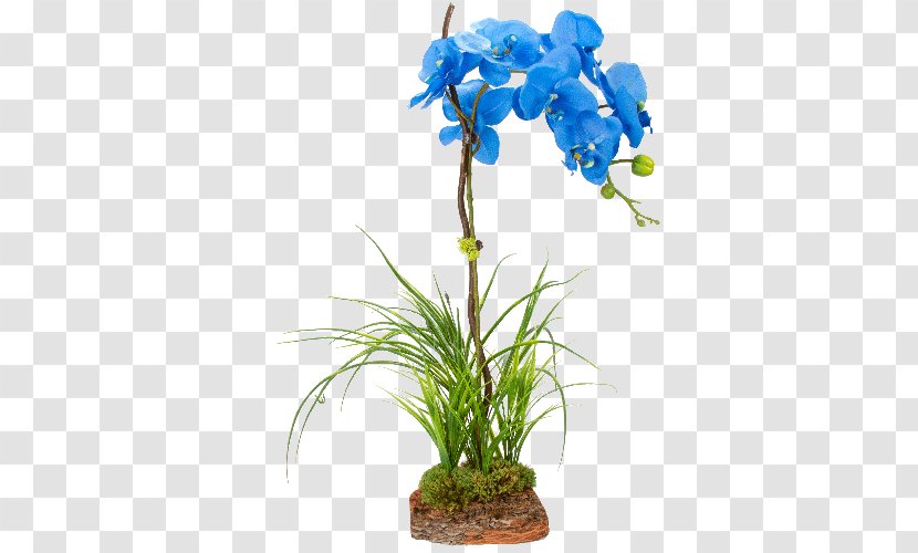 Flower Plant Stem Moth Orchids - Orchid Transparent PNG