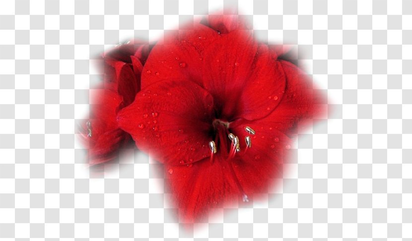 Love Author Flower Feeling LiveInternet - Red - Joy Transparent PNG