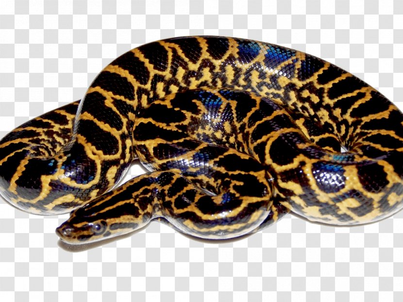 Snake Green Anaconda Desktop Wallpaper - Terrestrial Animal Transparent PNG