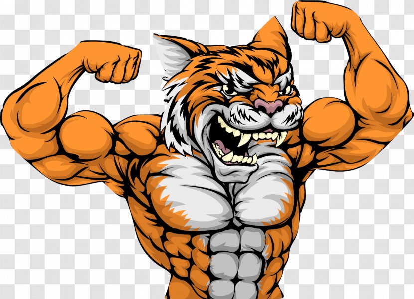 Tiger Muscle Stock Photography Clip Art - Mascot - Bodybuilding Transparent PNG