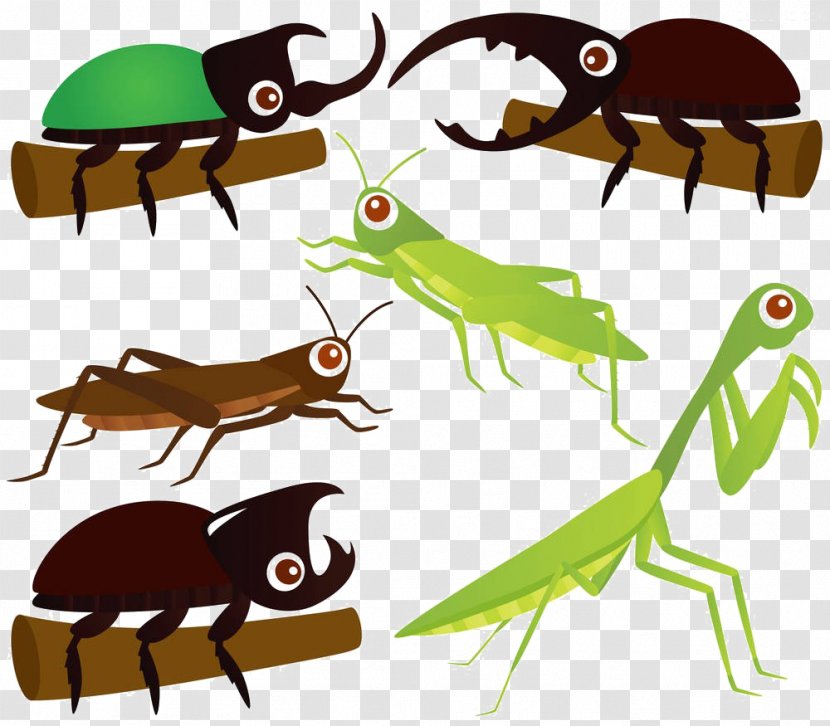 Beetle Grasshopper Mantis Clip Art - Cartoon Insect Material Transparent PNG