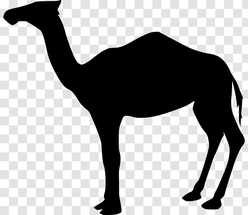 Dromedary Bactrian Camel Clip Art - Horse Like Mammal - Arabian Transparent PNG