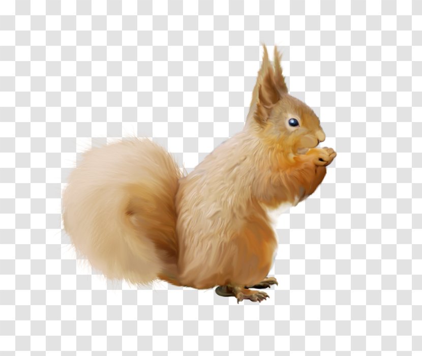 Tree Squirrel Animal Clip Art - Pet Transparent PNG
