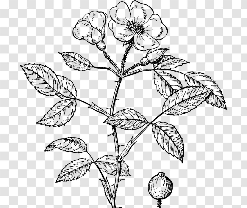 Rose Shrub Clip Art - Flowering Plant - European Flower Vine Transparent PNG