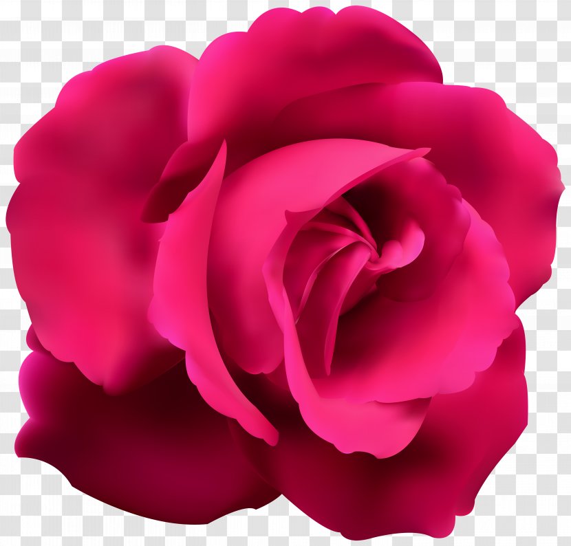 Blue Rose Red Flower Clip Art - Plant - Pink Image Transparent PNG