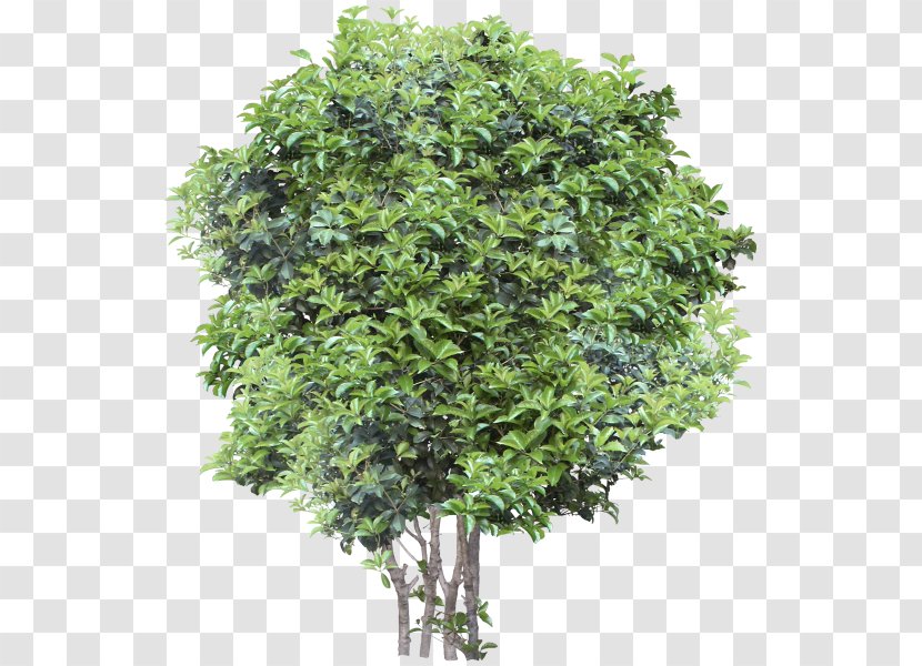 Small Trees Garden Oak - Tree Transparent PNG