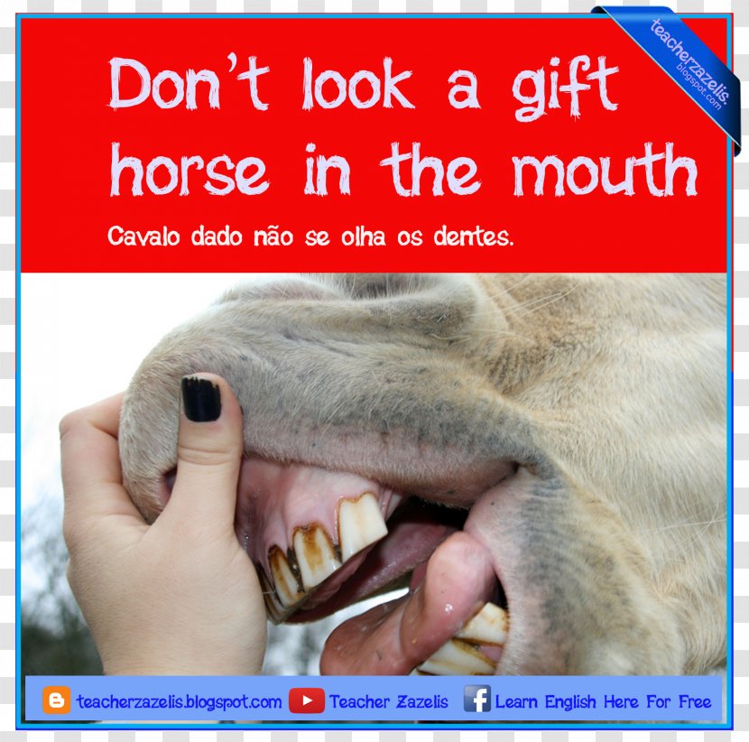 Idiom Learning English Grammar Vocabulary - Snout - Wau Transparent PNG